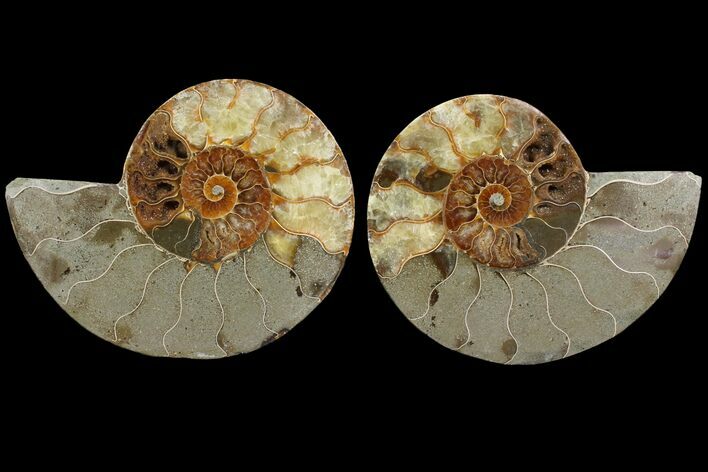 Agatized Ammonite Fossil - Madagascar #111531